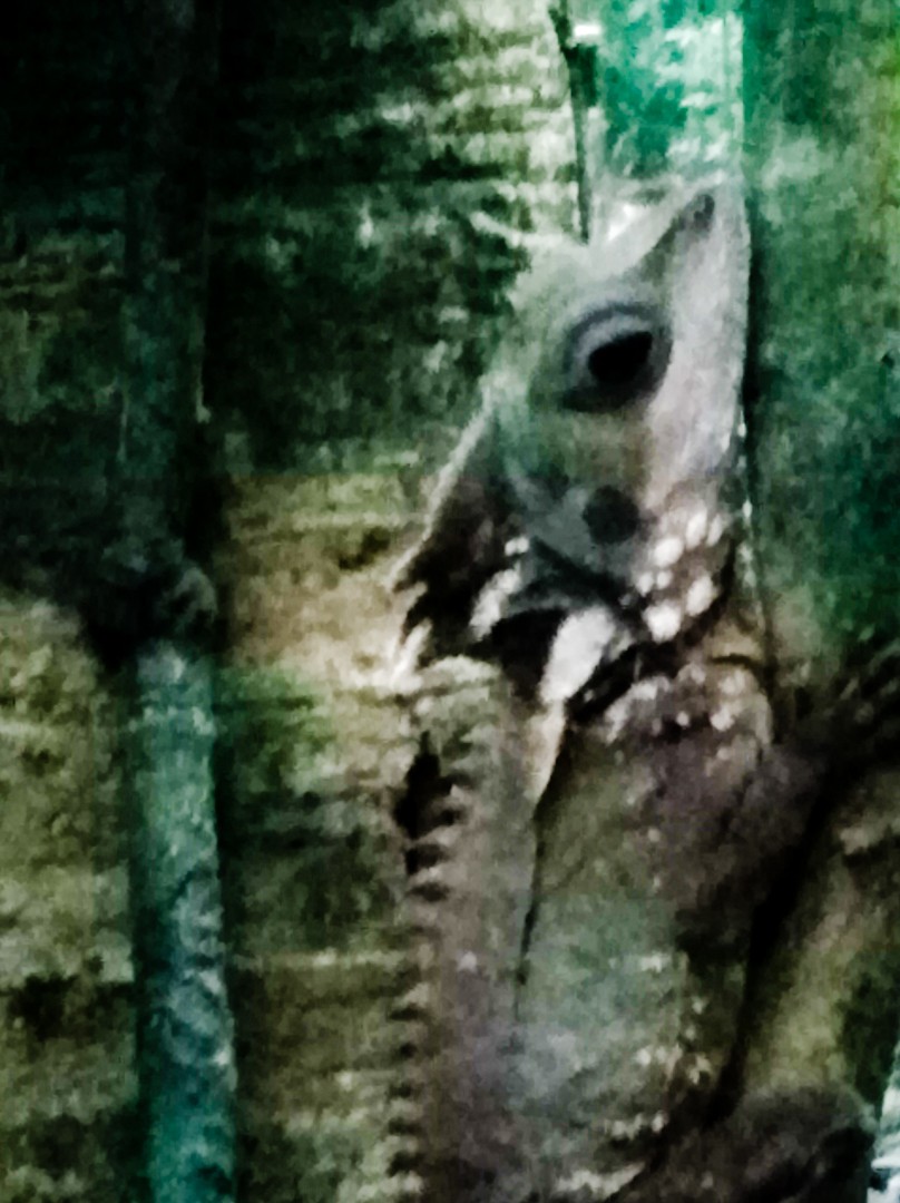 wildlife tour cairns rain forest boyd lizard