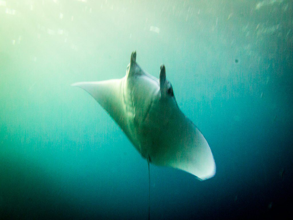 Reef manta ray at the Cauldron dive site, Komodo, Indonesia