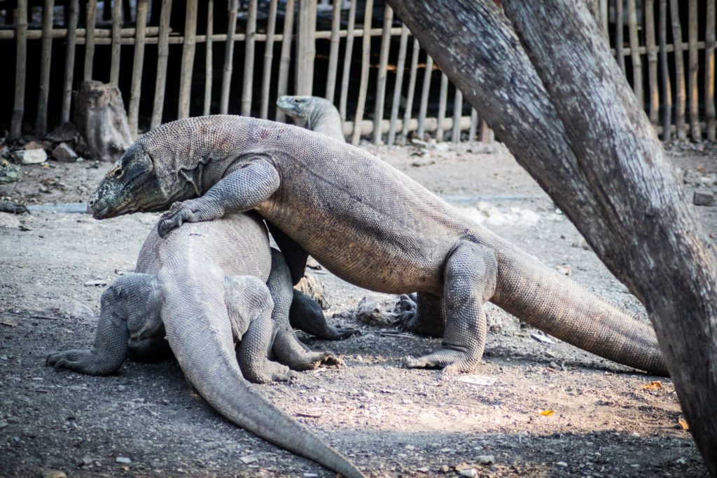 Komodo dragon fighting and mating