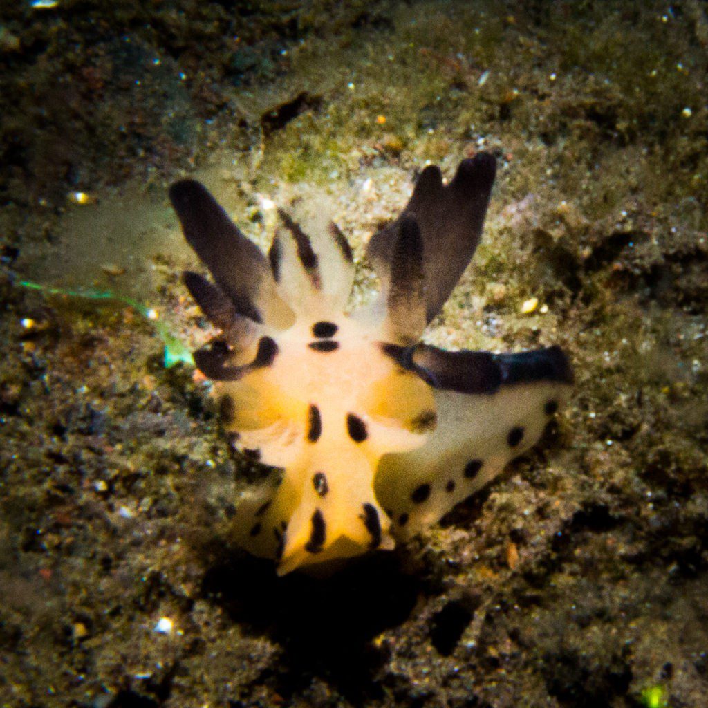 Pikachu nudibranch Tikno Reef Sangean island