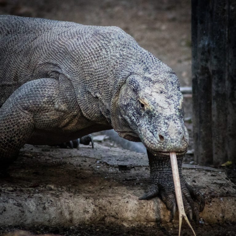 komodo dragons