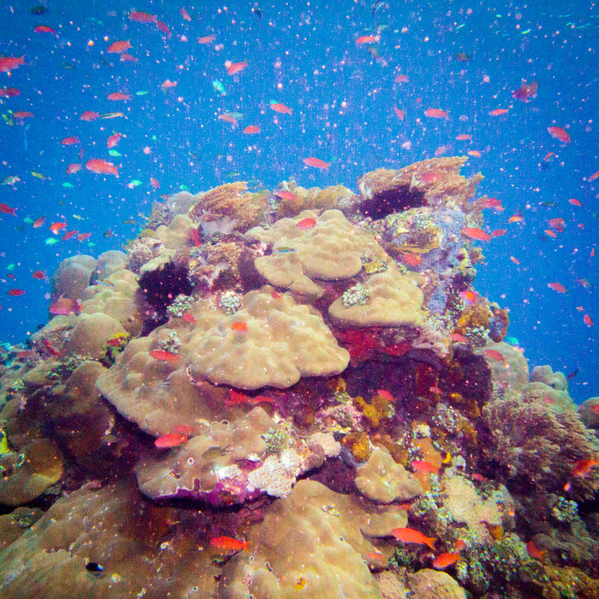 hot rock dive site sangean island
