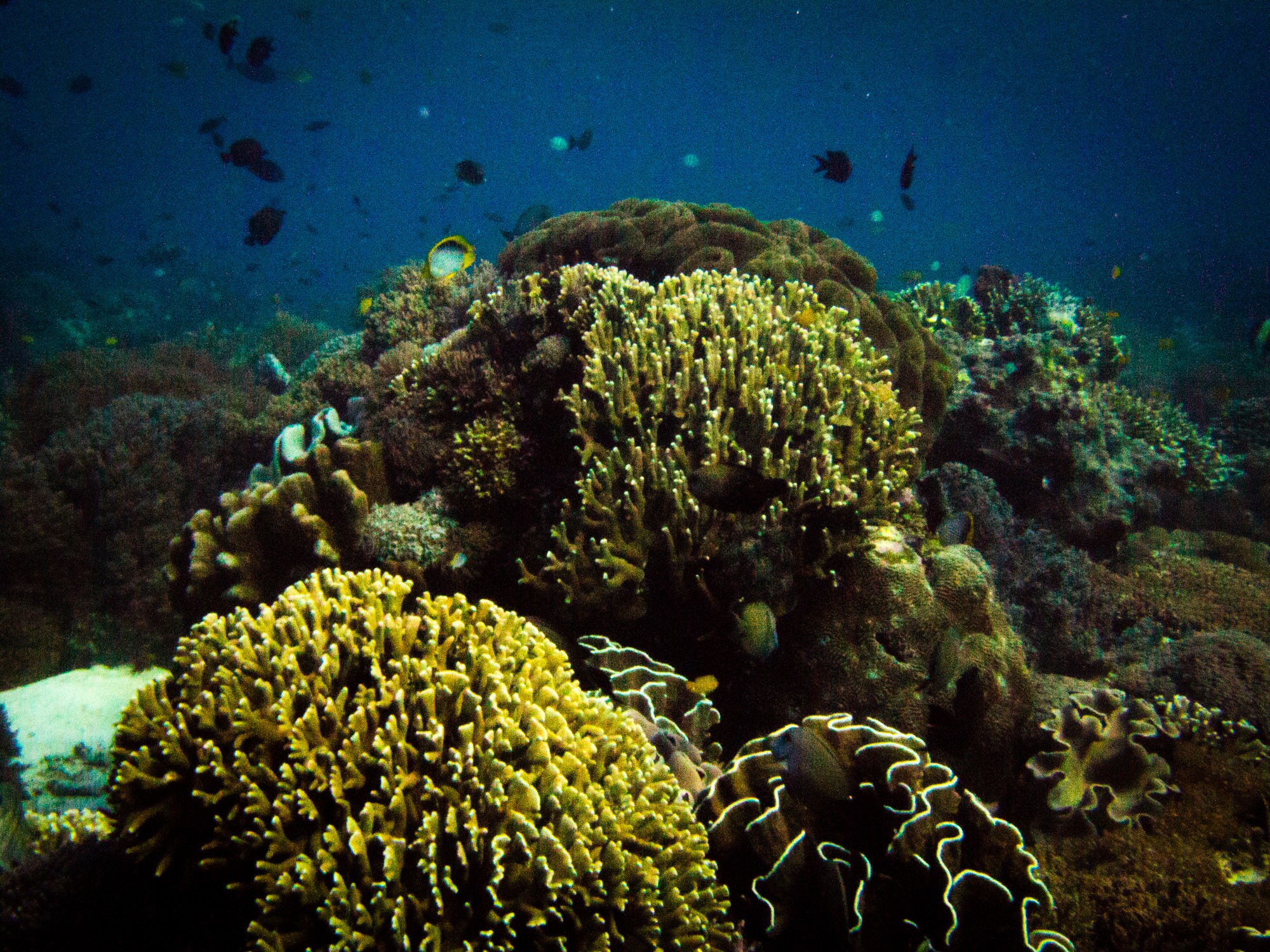 Makassar reef dive site komodo