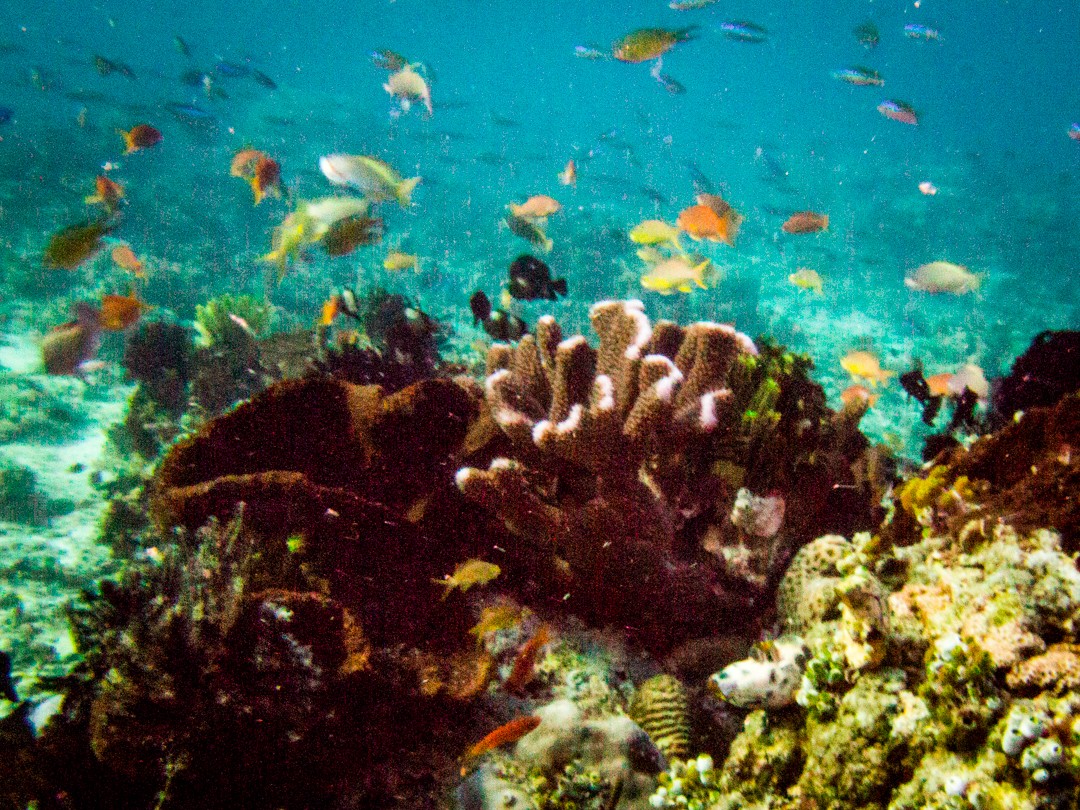 Seraya Island diving 