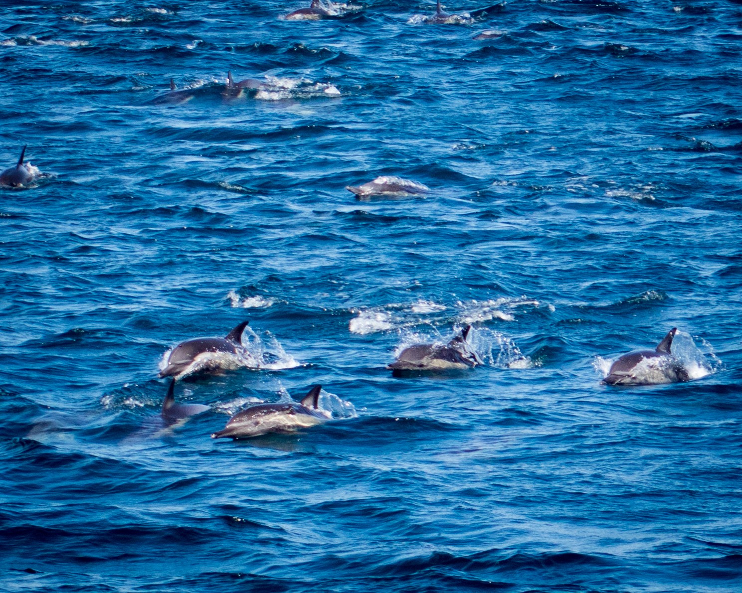 Dolphins i the sea of cortez