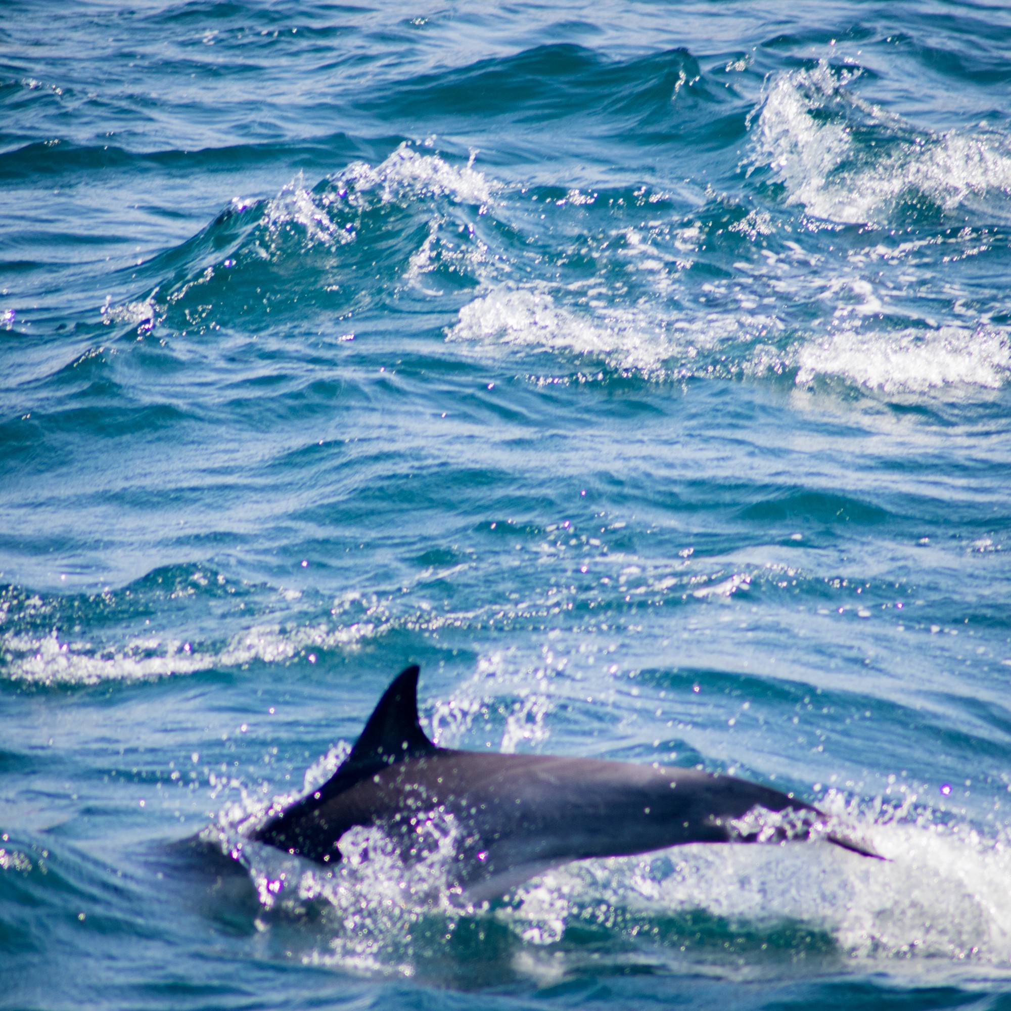 Dolphins in the sea of cortez