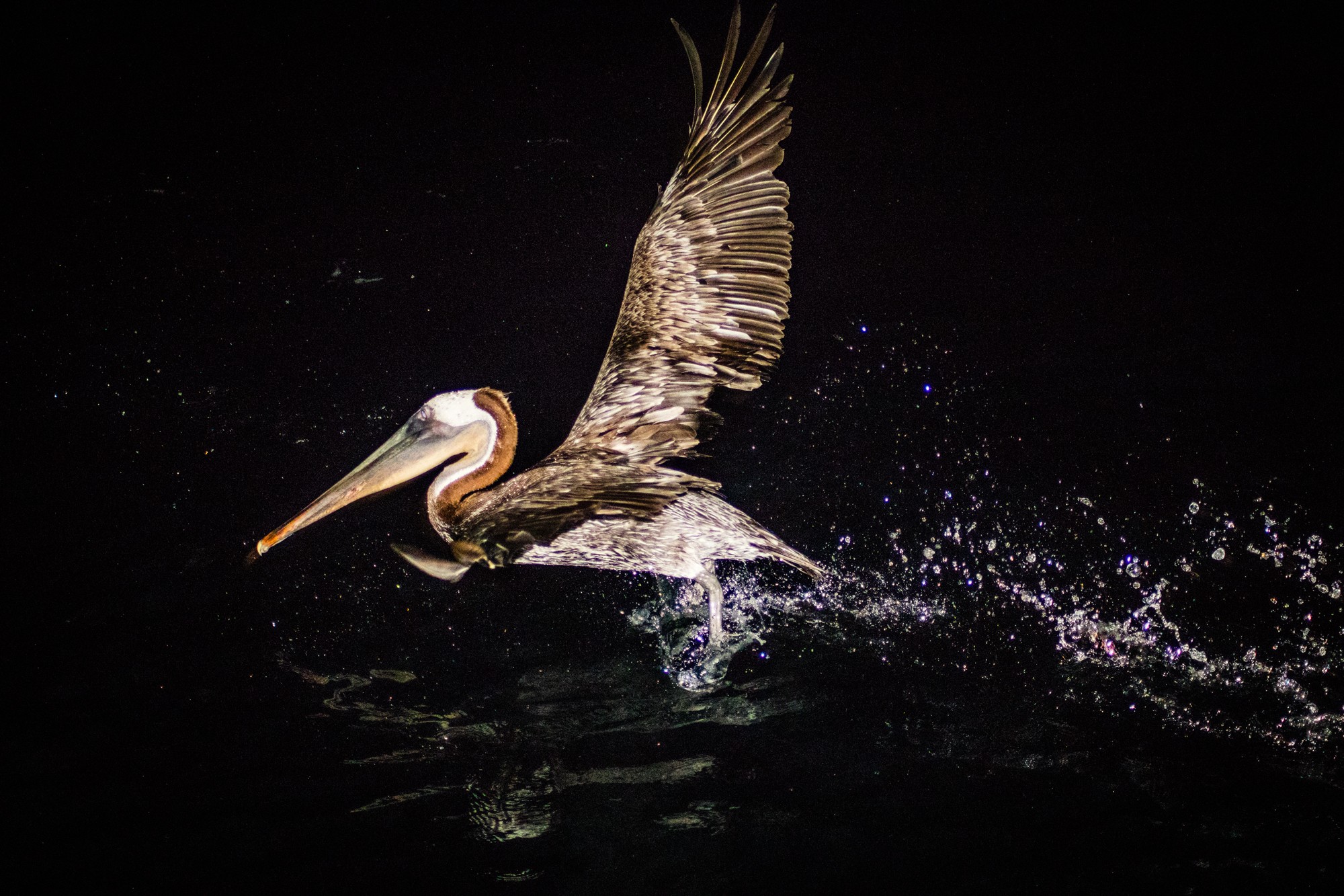 Pelicans night fishing