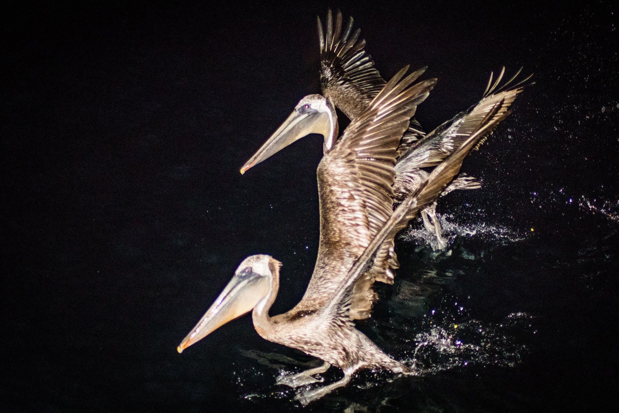 Pelicans night fishing