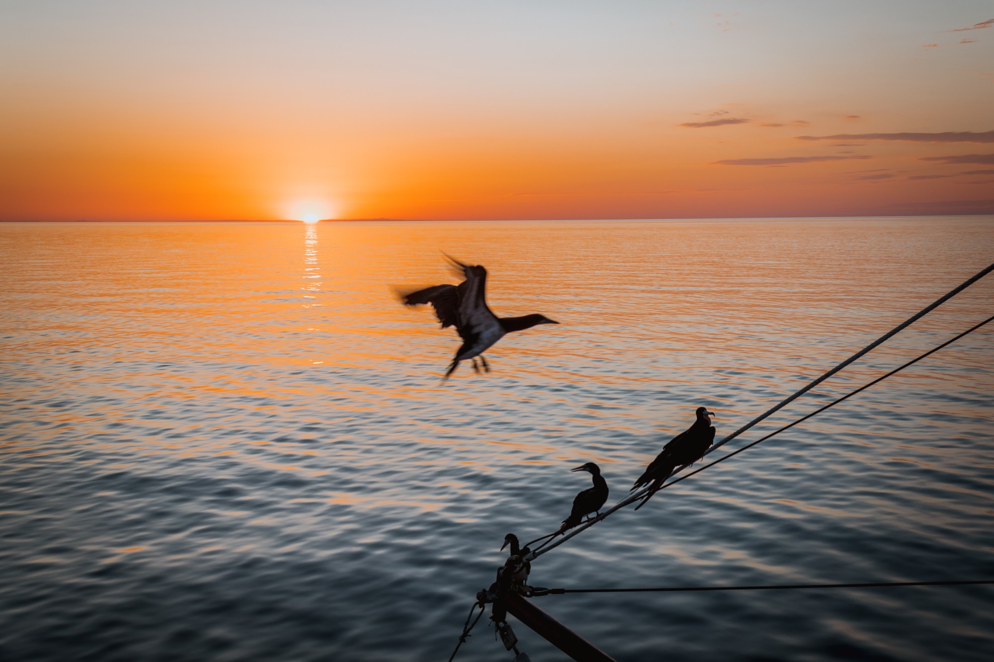 Quino El Guardian diving lieveaboard sea of cortez sunset