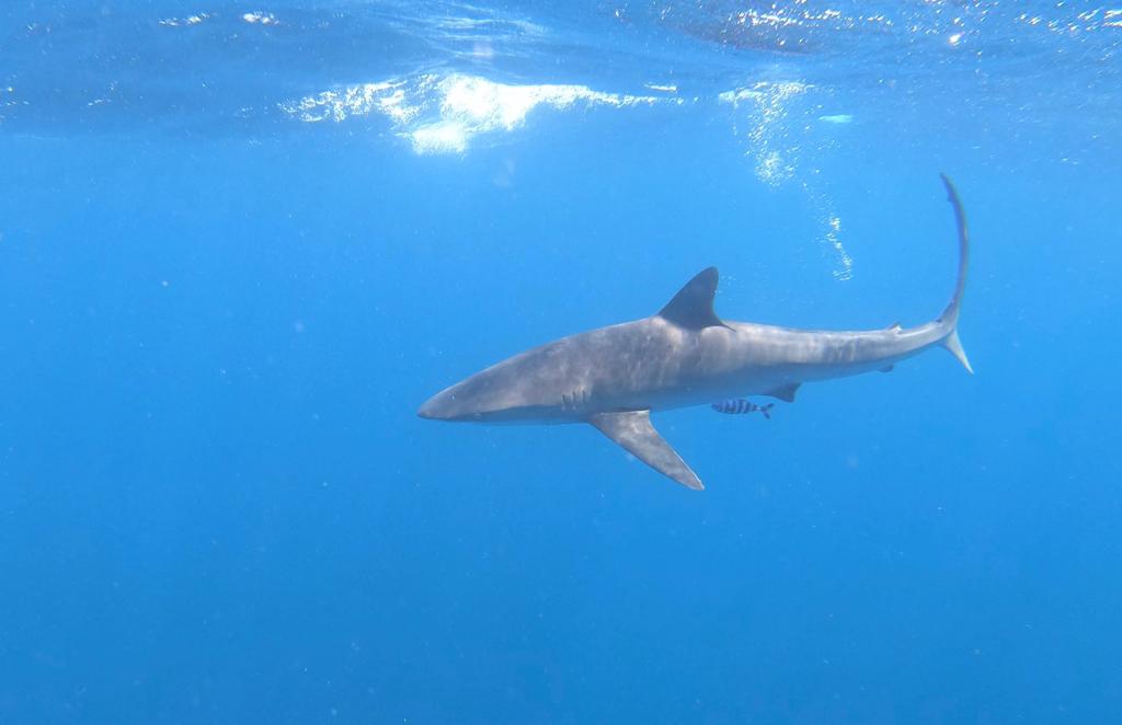 Sharks and Mantas encounter in Cabo San Lucas
