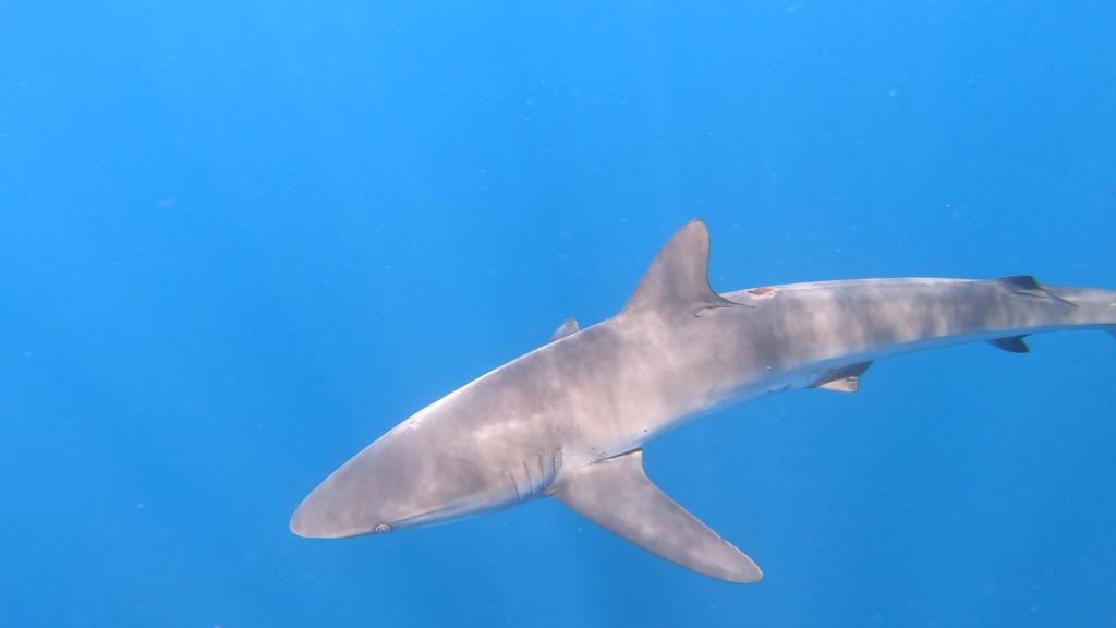 Silky shark in Cabo San Lucas
