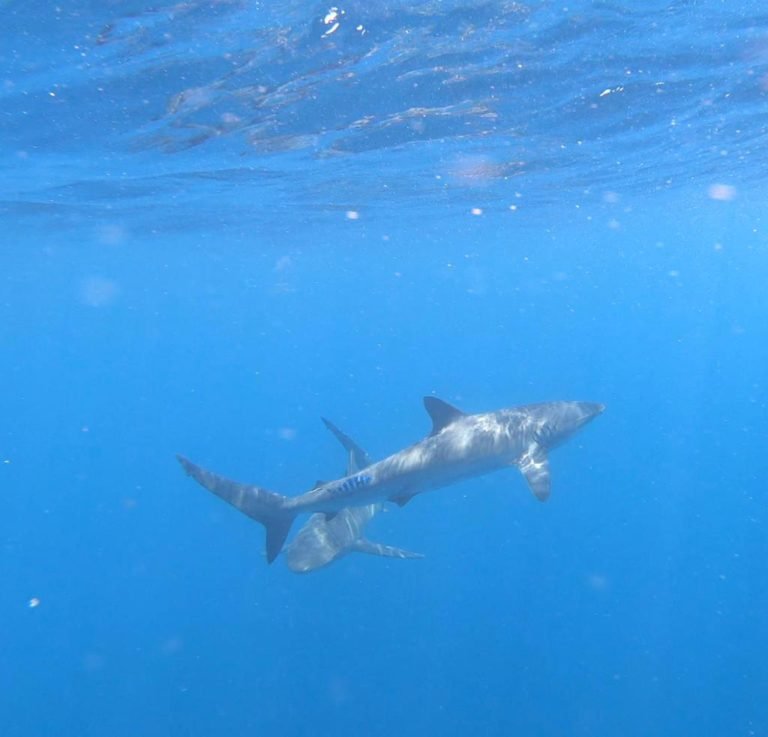 Sharks and Mantas encounter in Cabo San Lucas Silky shark in Cabo San Lucas