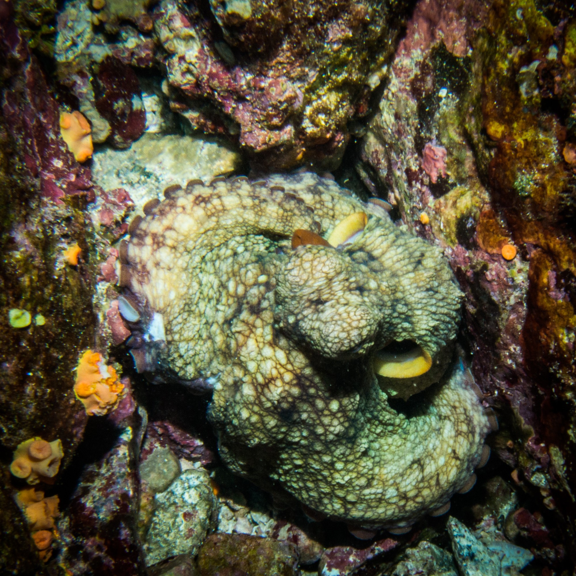 Diving Bat island in Costa Rica octopus