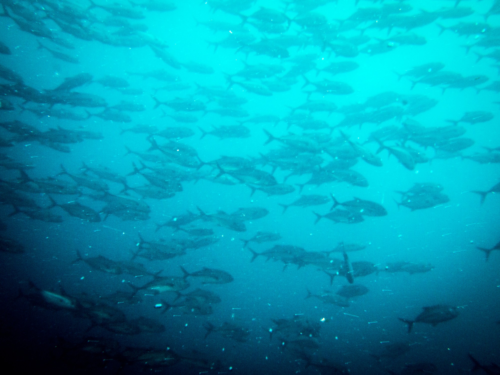 Diving Bat island in Costa Rica large schools of fishes 