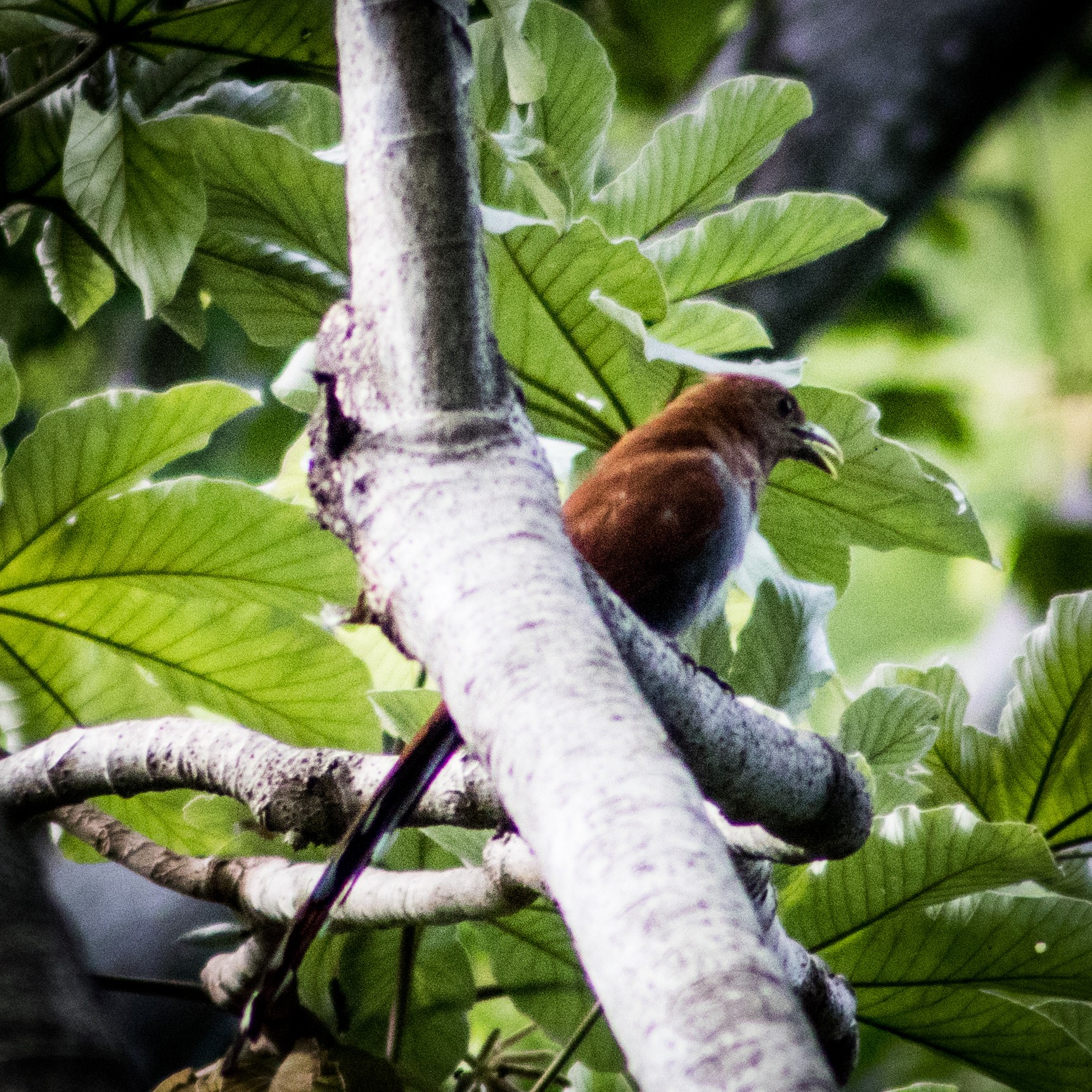 Four Seasons Costa Rica birdwatching