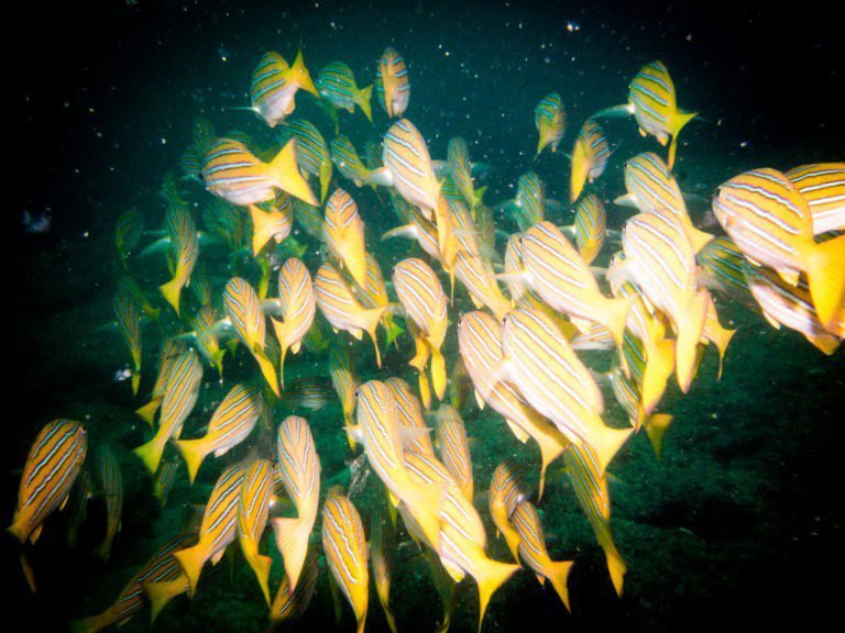 Exciting in Diving Cabo Pulmo from Cabo San Lucas Cabo Pulmo diving