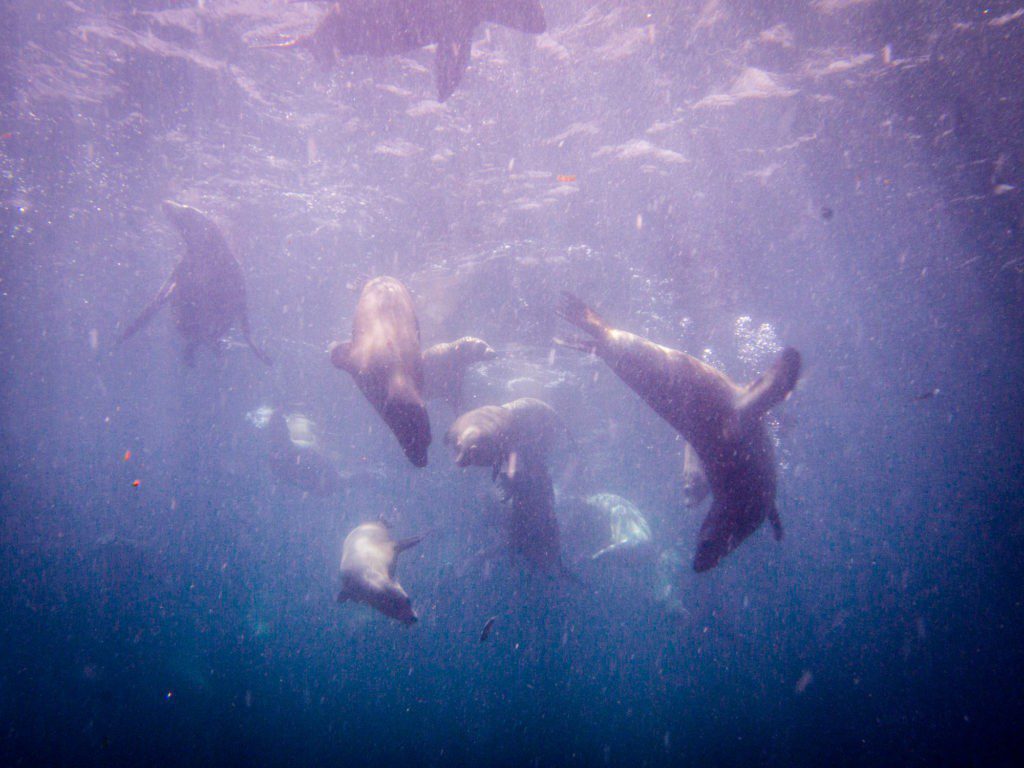 Group of sea lions playing together in the shallows