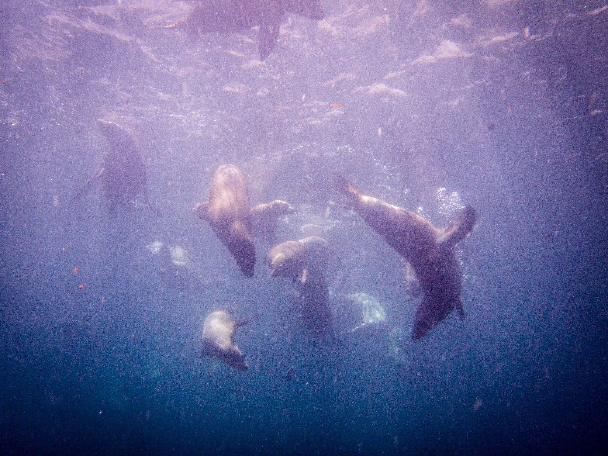 Sea lions on the sea of Cortez mexico