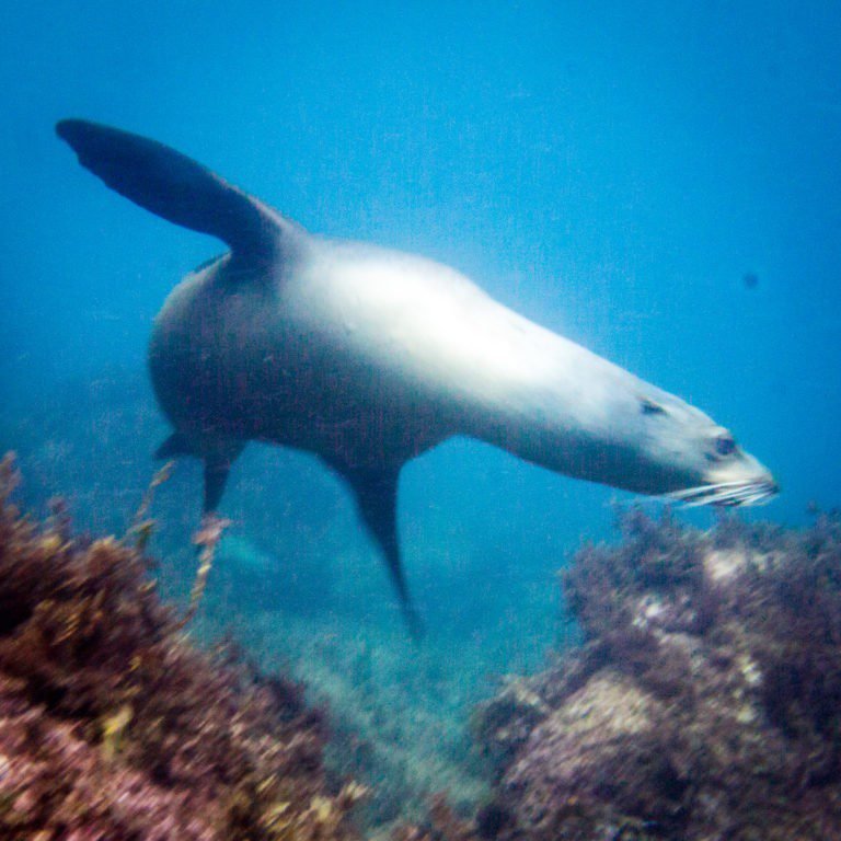 Sea lions on the sea of Cortez mexico
