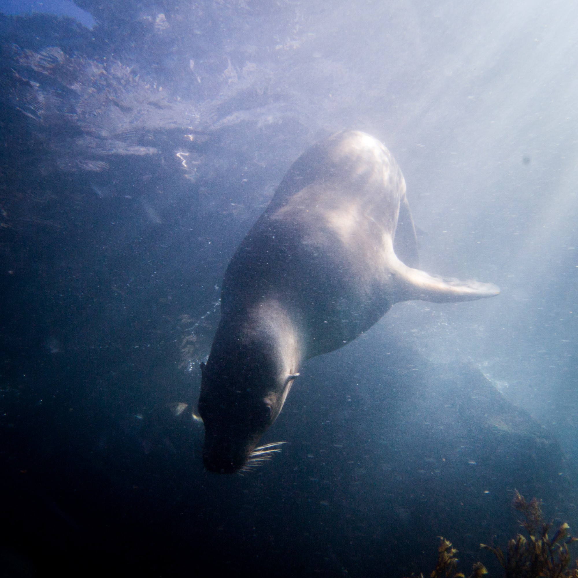 sea lion mexico diving