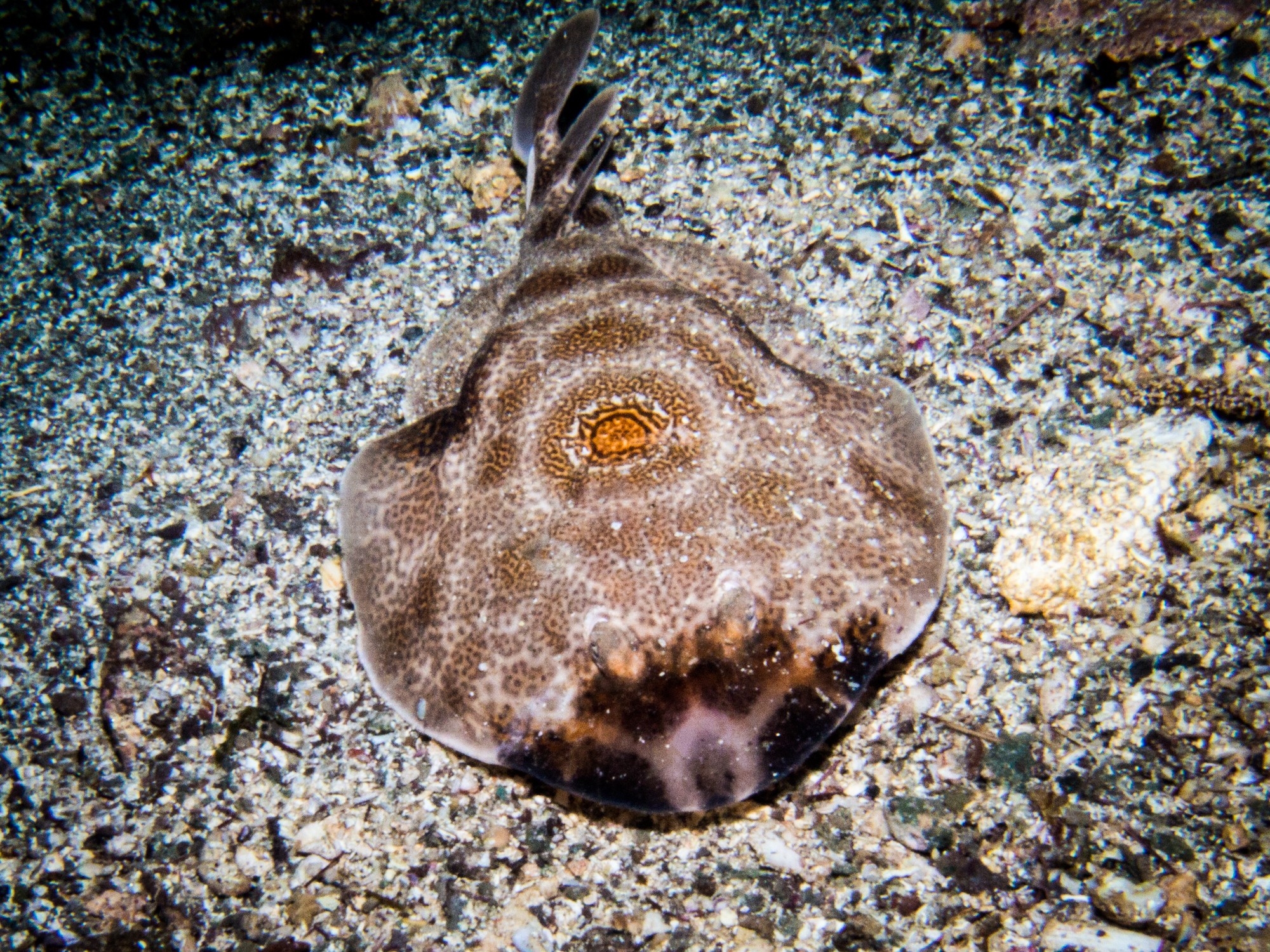 Sea of Cortez diving liveaboard electric ray