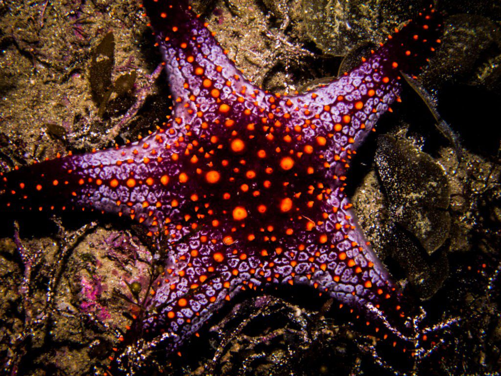 Starfish on the seabed, Sea of Cortez