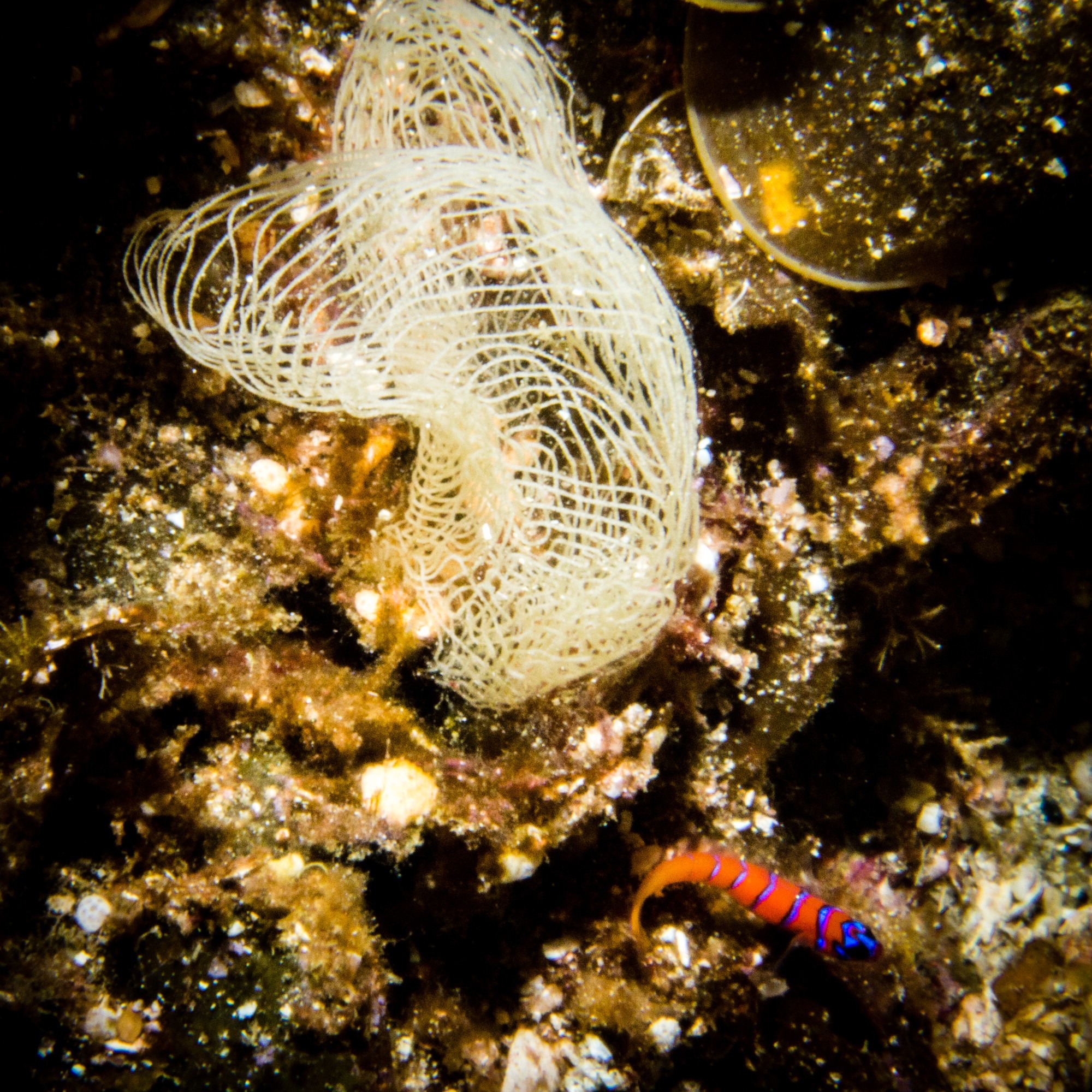 Sea of Cortez diving liveaboard conch eggs