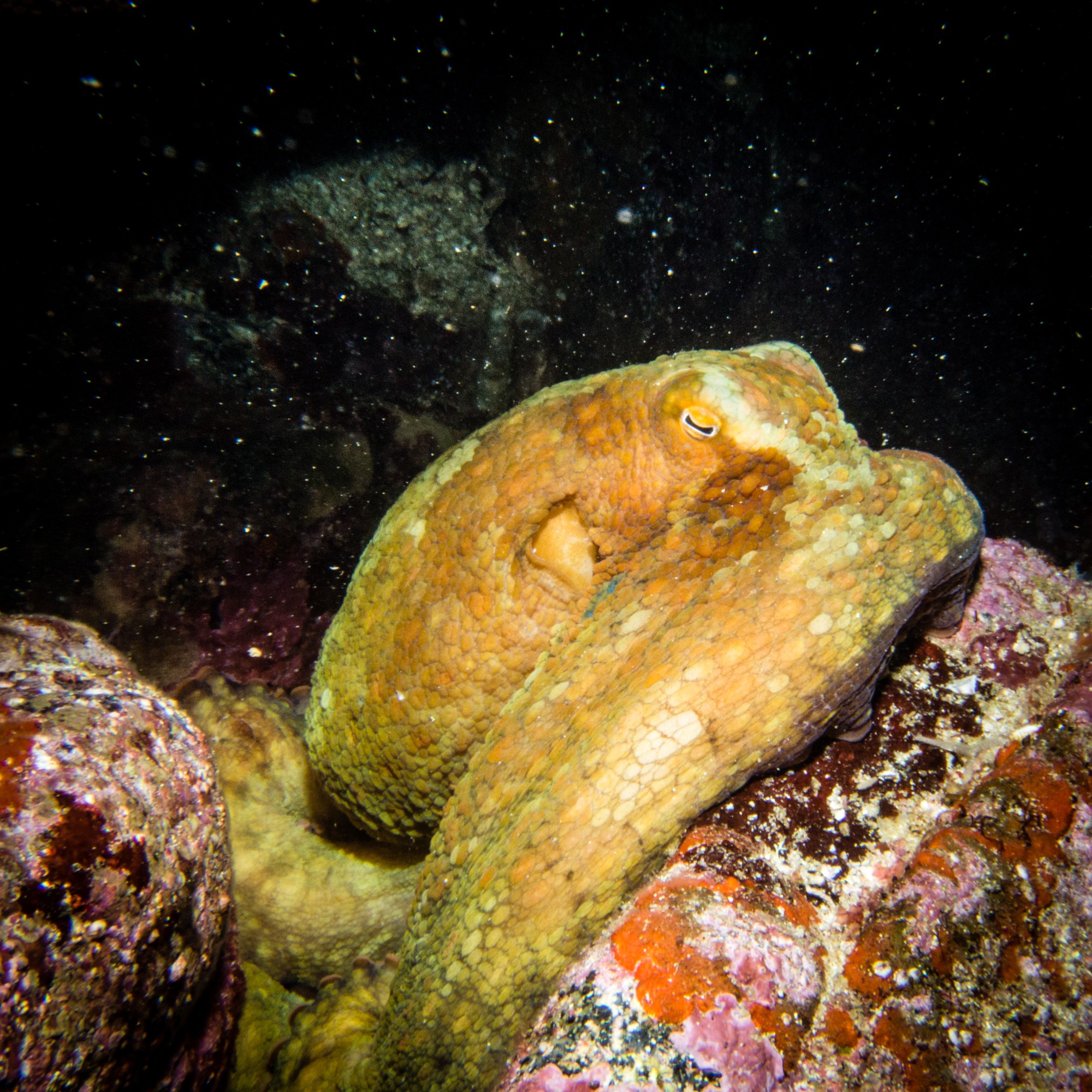 Sea of Cortez diving liveaboard octopuss