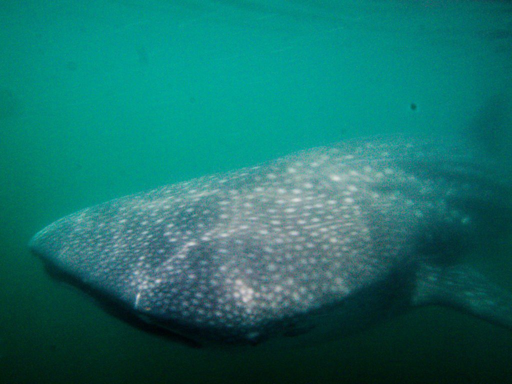 Whale shark gliding just below the surface in the Sea of Cortez, Mexico