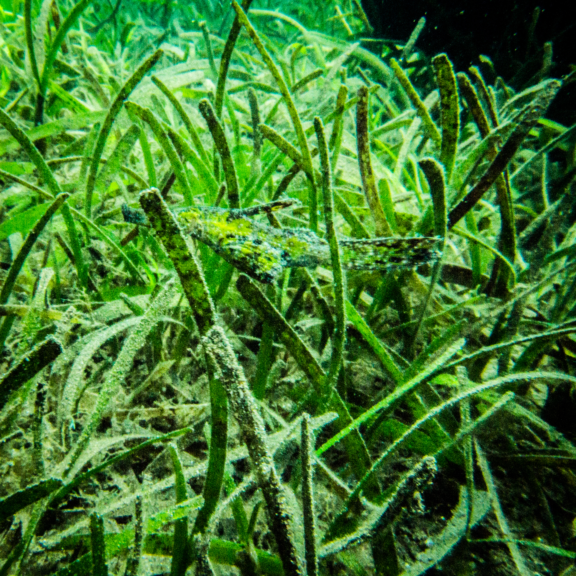 Waiterang wreck dive site Maumere leaf fish