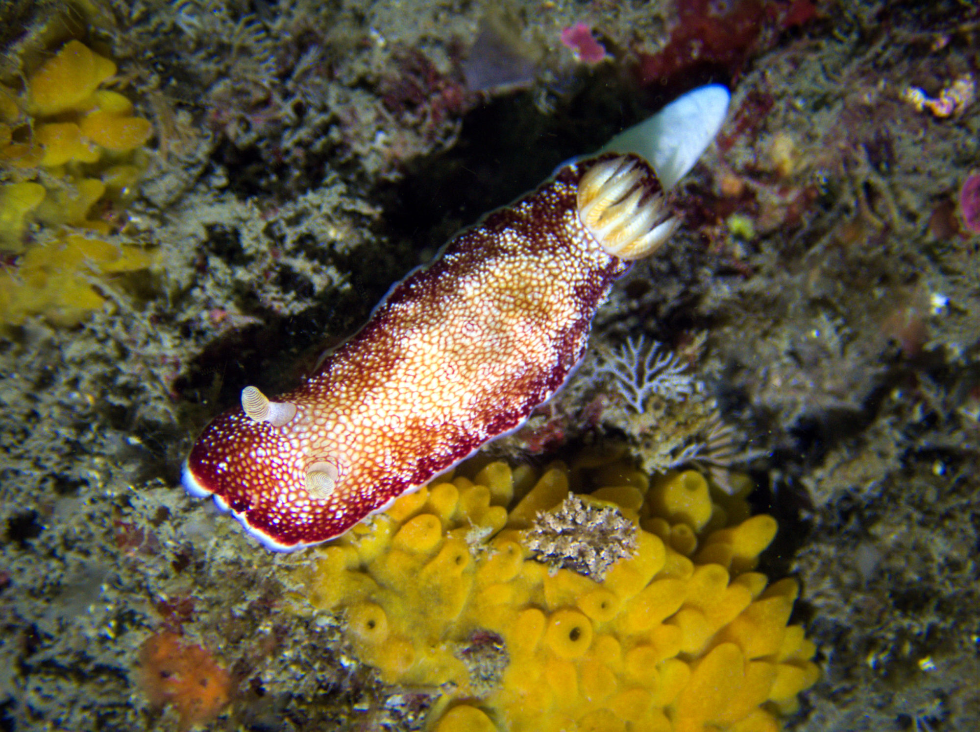 Diving in Taiwan nudibranchs