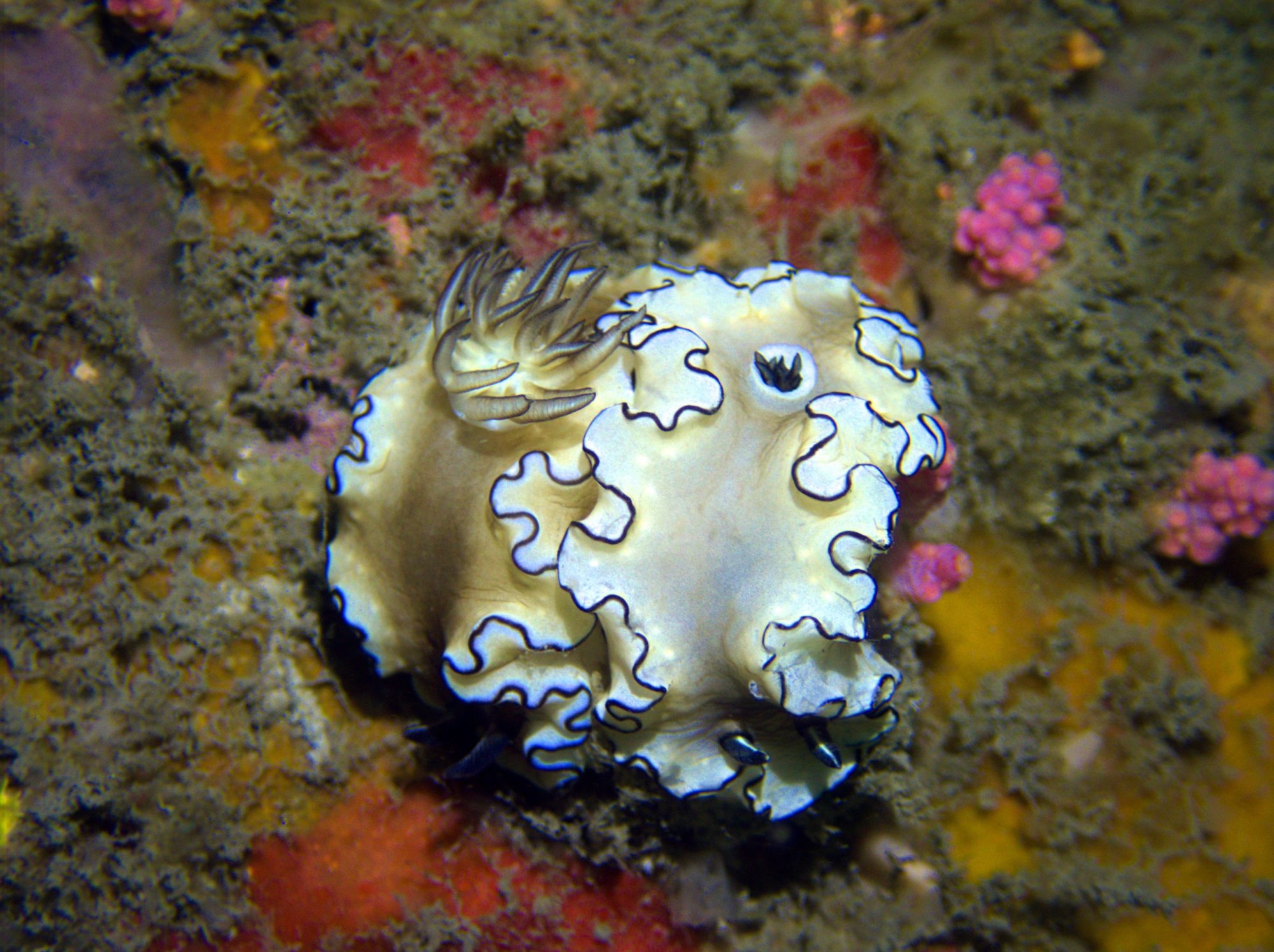 Diving in Taiwan nudibranchs