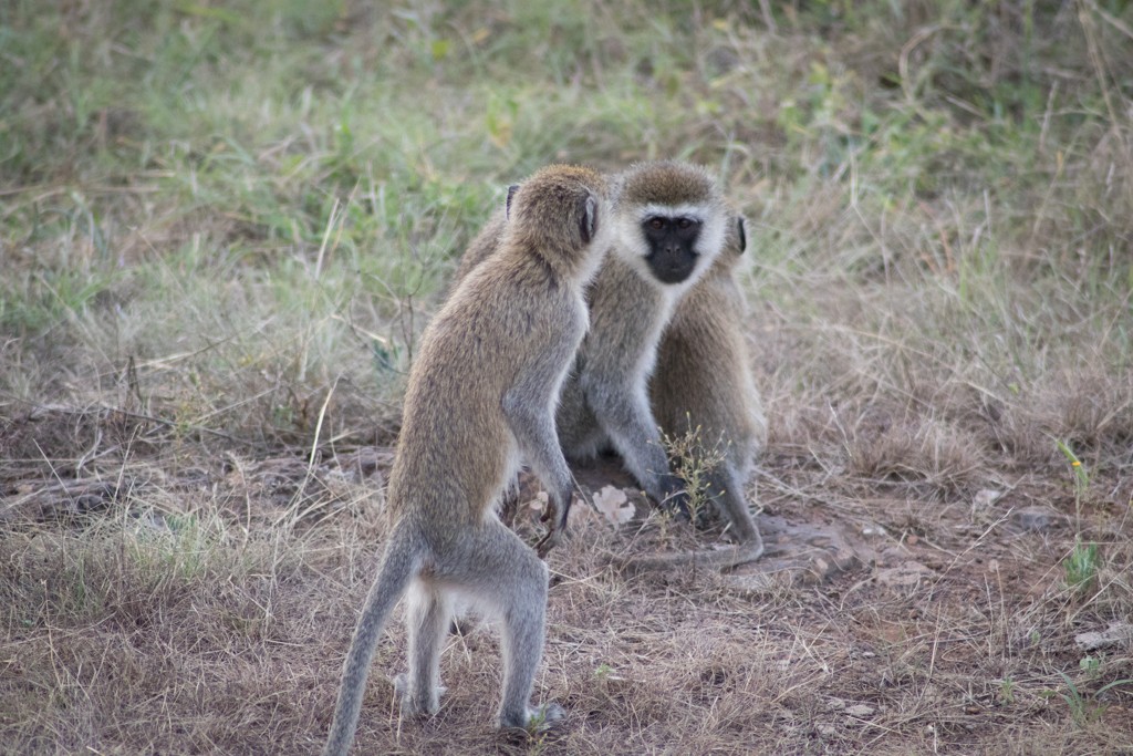 Emakoko safari Nairobi Kenya review monkeys
