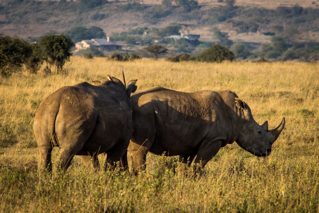 Emakoko safari Nairobi Kenya review rhinoceros mating