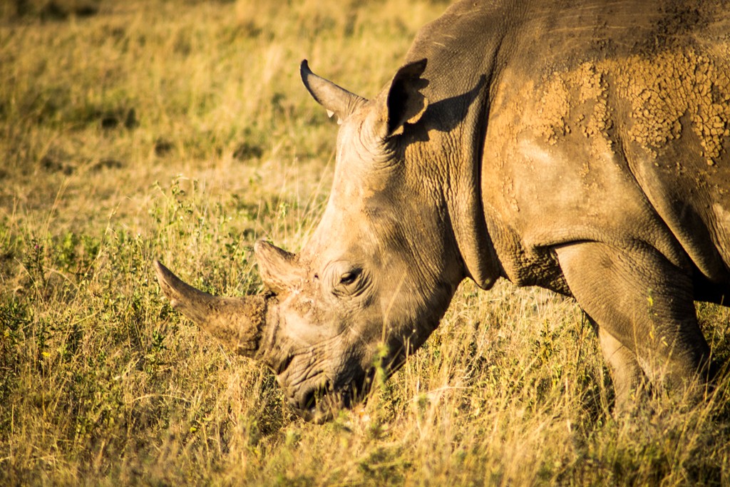 Emakoko safari Nairobi Kenya review rhinoceros