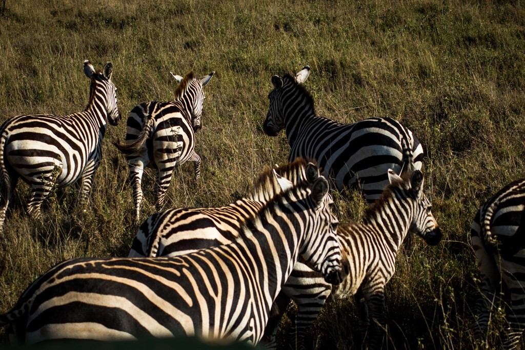 Emakoko safari Nairobi Kenya review zebras 