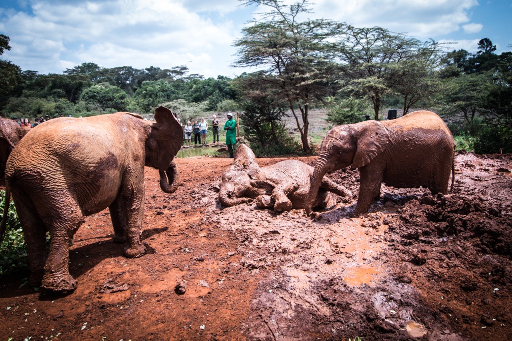Nairobi elephant rescue center