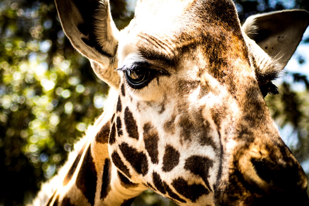 Nairobi giraffe center