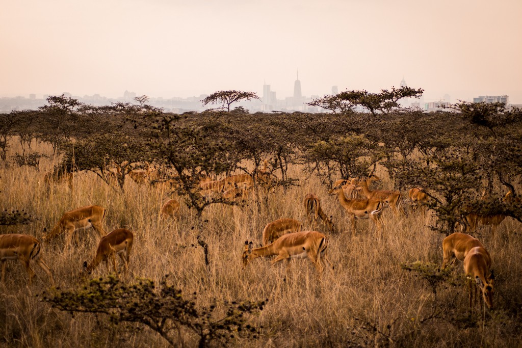 Emakoko safari Nairobi Kenya review antilopes