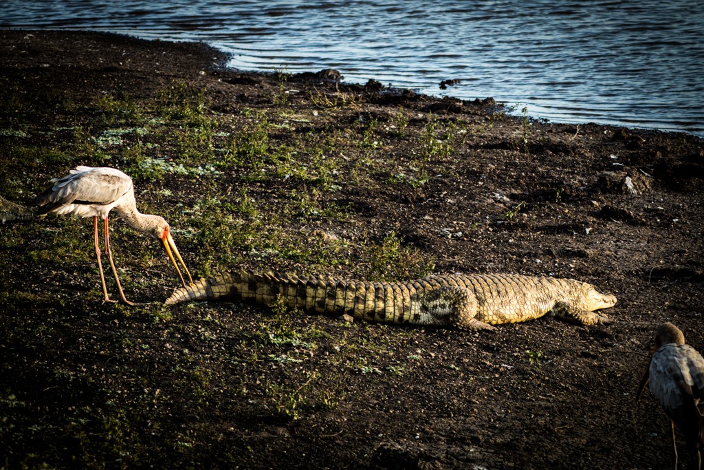 Emakoko safari Nairobi Kenya review bird eating a crocodile