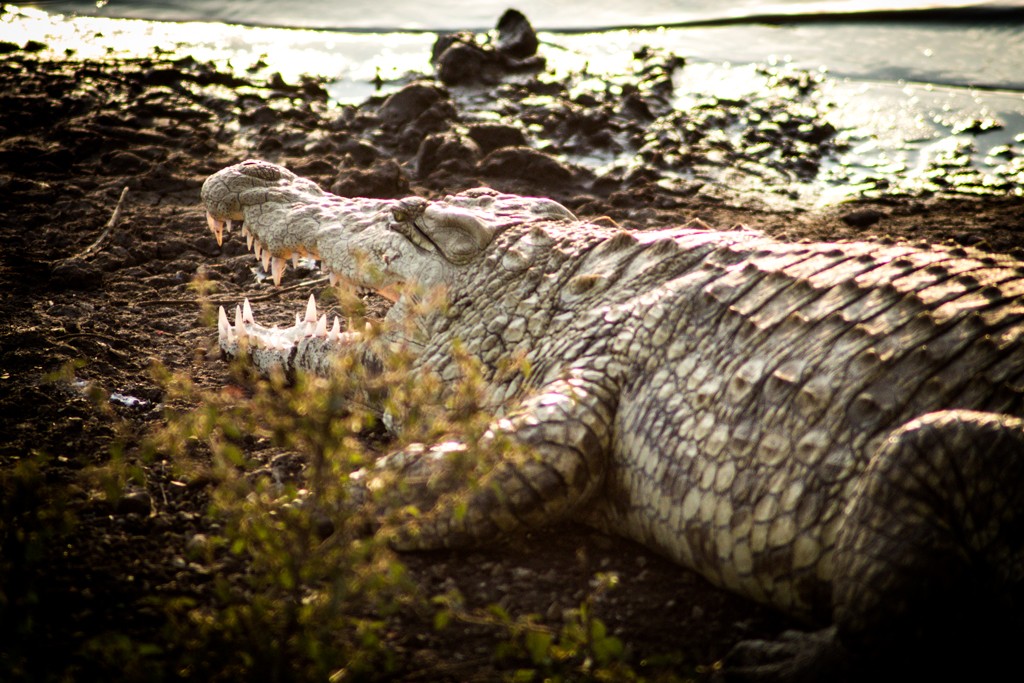 Emakoko safari Nairobi Kenya review crocodile