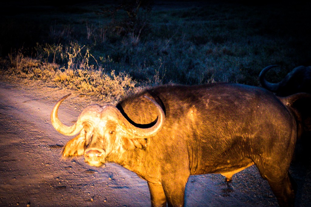 Emakoko safari Nairobi Kenya review buffalo