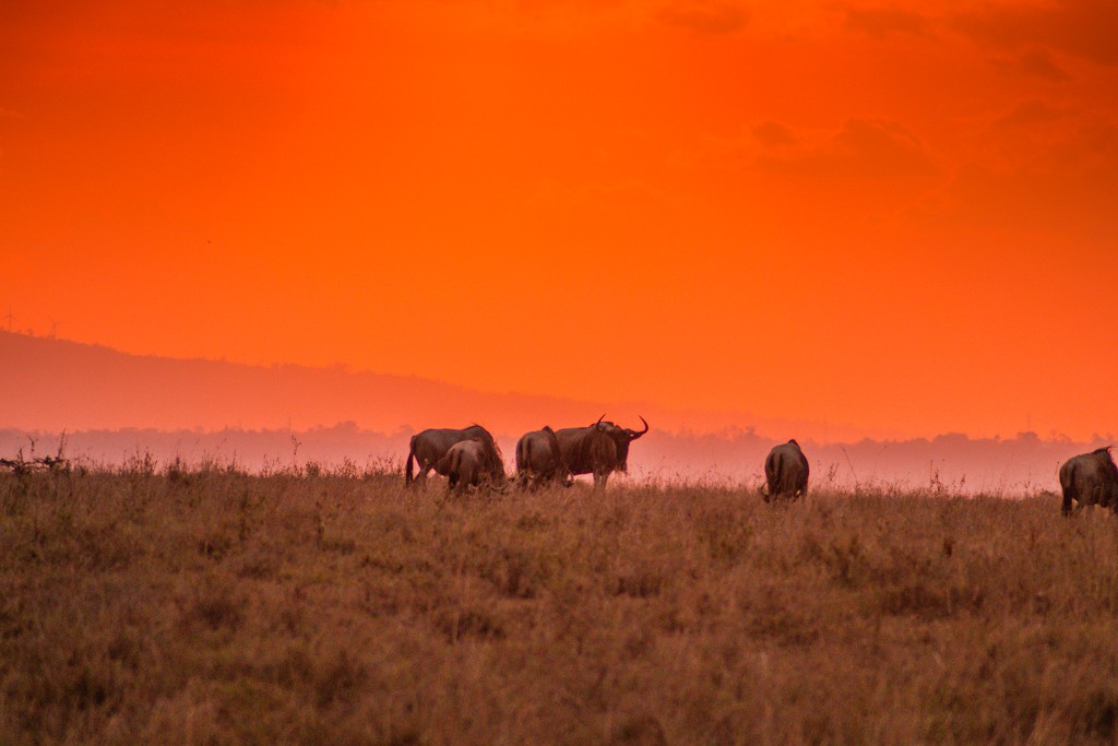Emakoko safari Nairobi Kenya review sunset