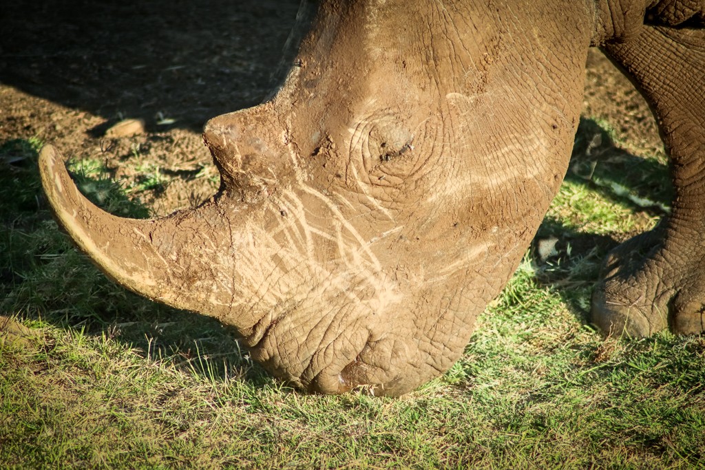 Lewa house review rhino