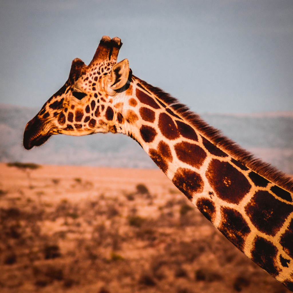 Lewa house review giraffe
