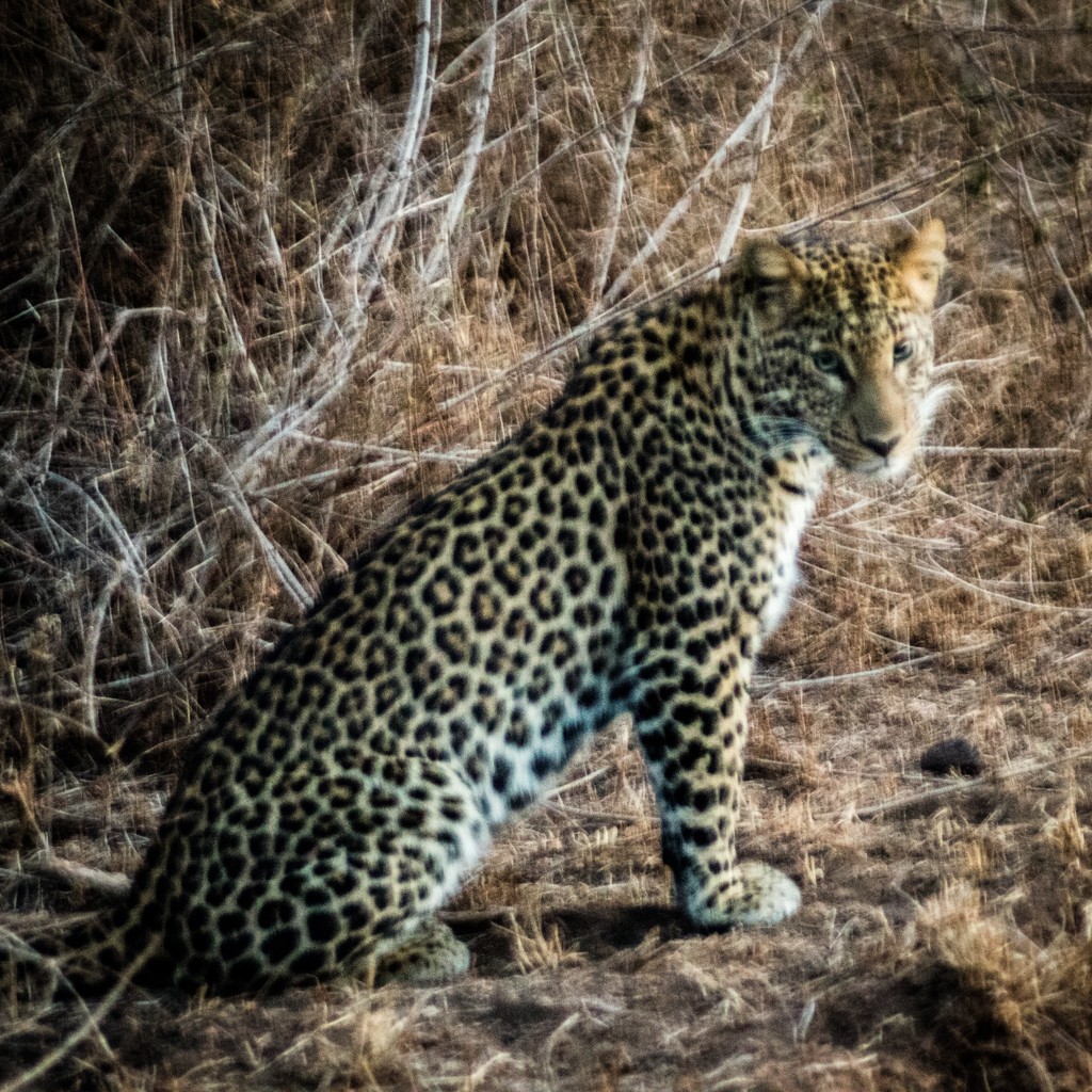 Lewa house review leopard