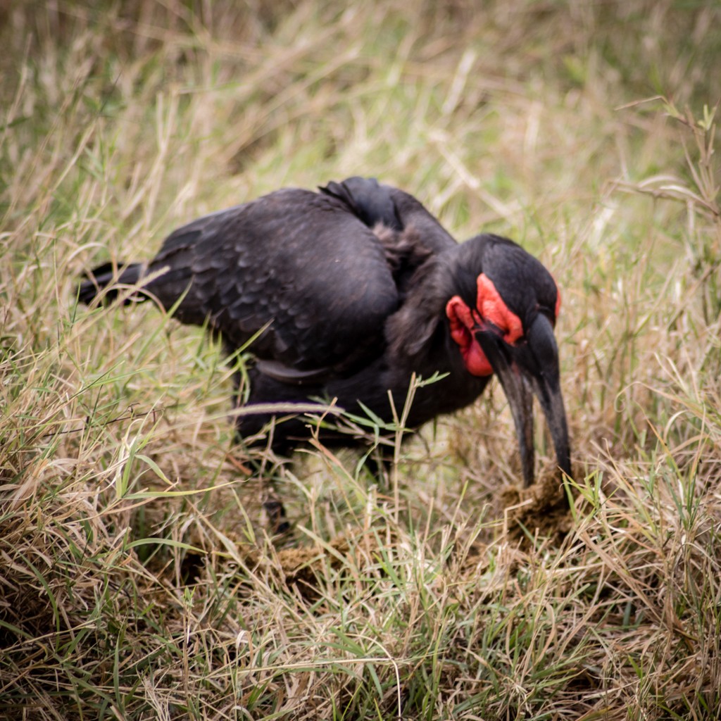 Tangulia Masai Mara horn-bill eating a snake