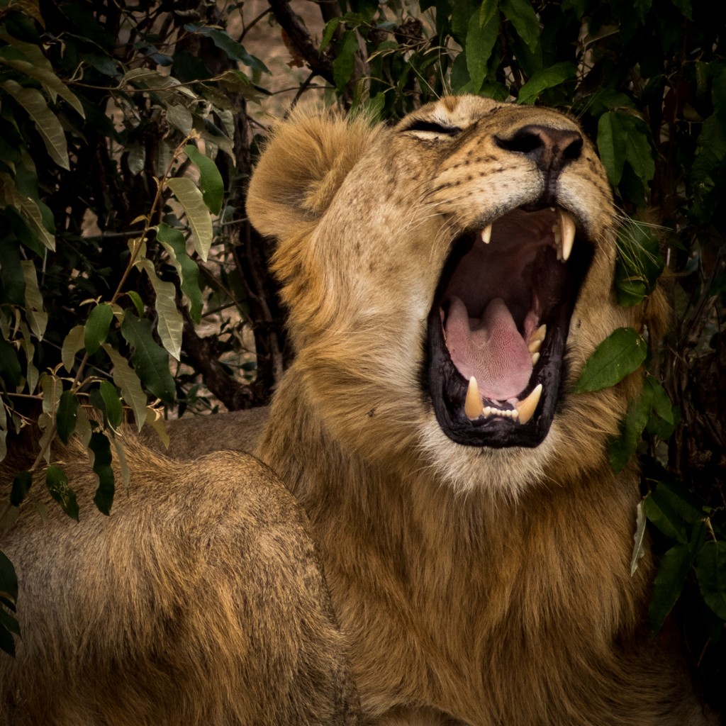 Tangulia Masai Mara Lioness