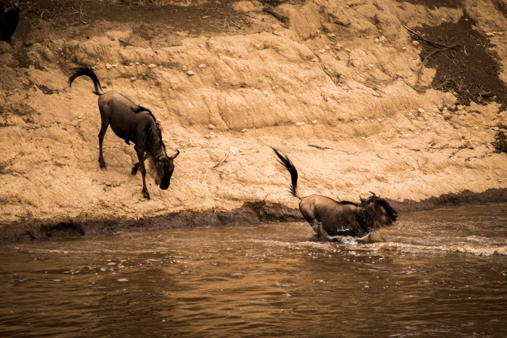 Tangulia Masai Mara wildebeest migration river crossing