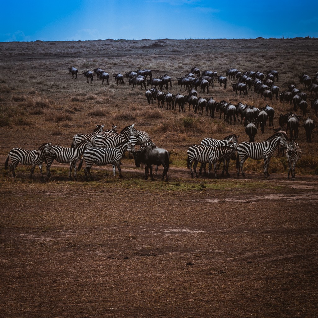 Tangulia Masai Mara wildbeest migration 